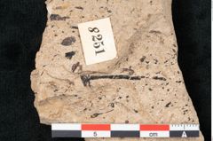 Foto (Detailansicht) von Sequoia hardtii Endl. (NHMW-GEO-2024-0188-8251)